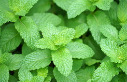 Il mistero della menta fredda