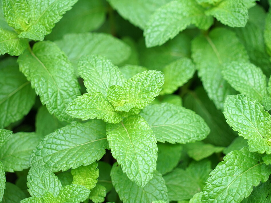 Il mistero della menta fredda