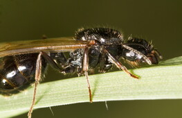 L’inquinamento confonde l’olfatto delle formiche