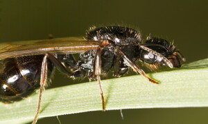 Messor barbarus