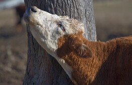 Una mucca inventa un gratta-schiena