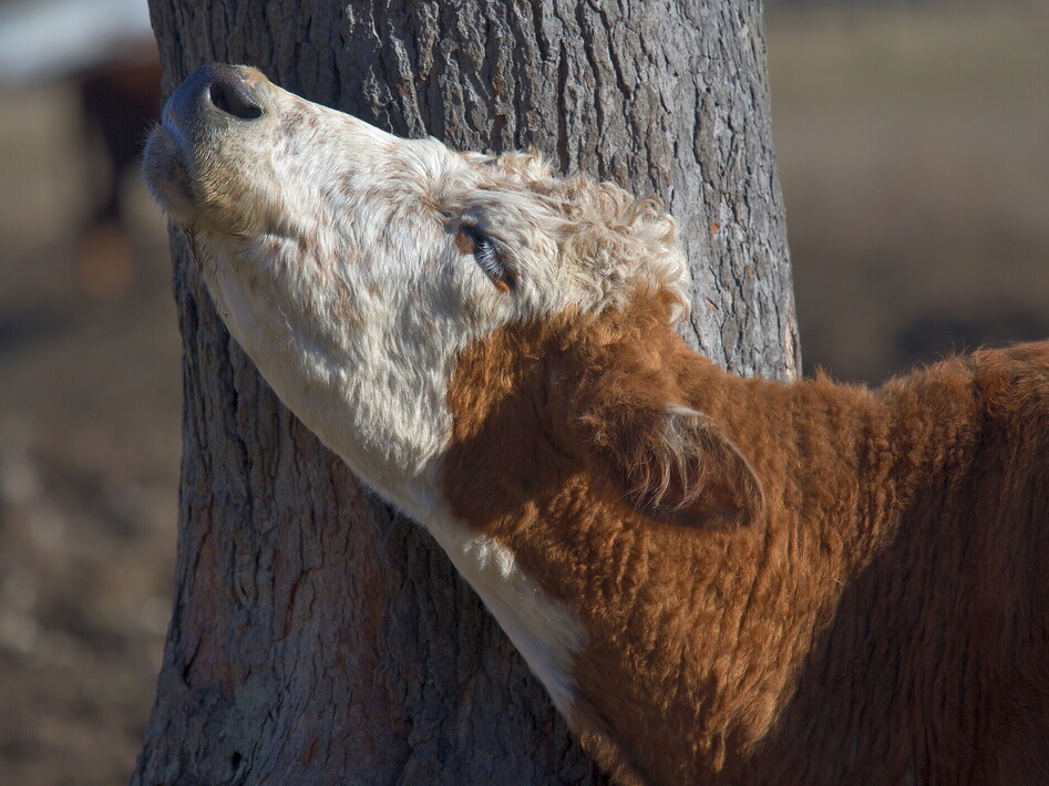 Una mucca inventa un gratta-schiena