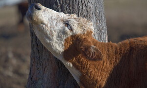Una mucca inventa un gratta-schiena