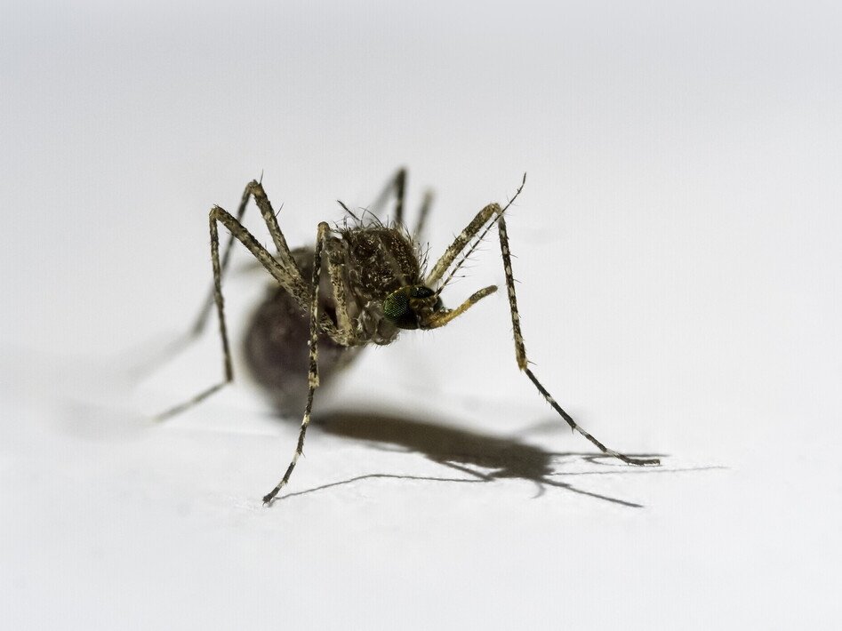 La bocca della zanzara ispira una nuova tecnologia di stampa 3D