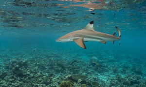 Un mare di squali sdentati