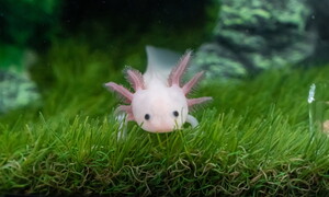 Il superpotere dell’axolotl