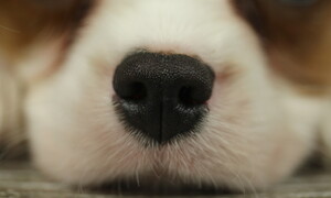 Come il cane esplora il mondo