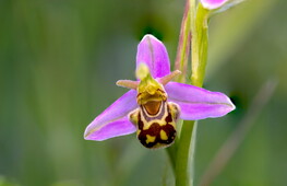 Chi c’è dietro quel fiore?