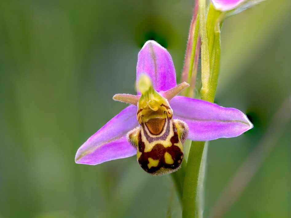 Chi c’è dietro quel fiore?