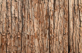Microbes in tree bark are helping the climate