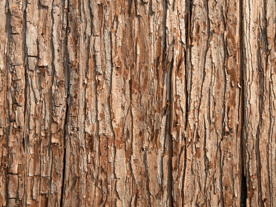 I microbi nella corteccia degli alberi aiutano il clima