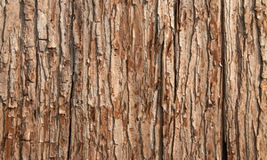I microbi nella corteccia degli alberi aiutano il clima