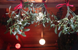 The other Christmas plant: mistletoe