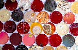 Time-defying microbes