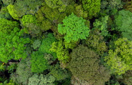 Amazzonia in pericolo