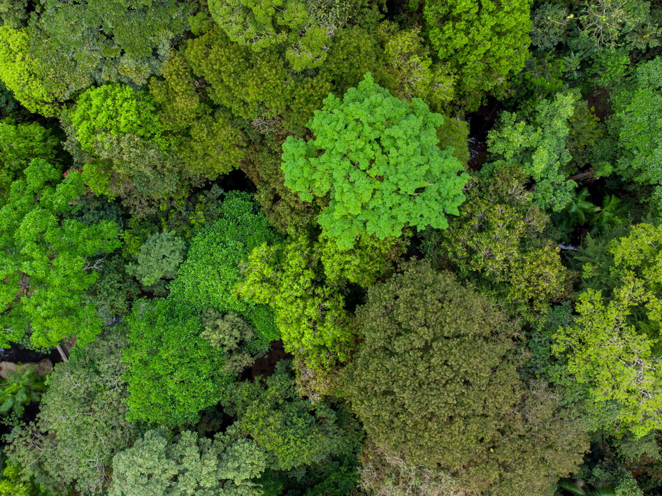 Amazzonia in pericolo