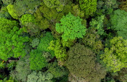 The Amazon rainforest is in danger