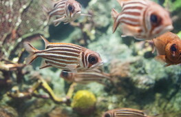 Alien species in the Mediterranean Sea