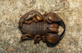 Praearcturus gigas: lo scorpione gigante del Devoniano