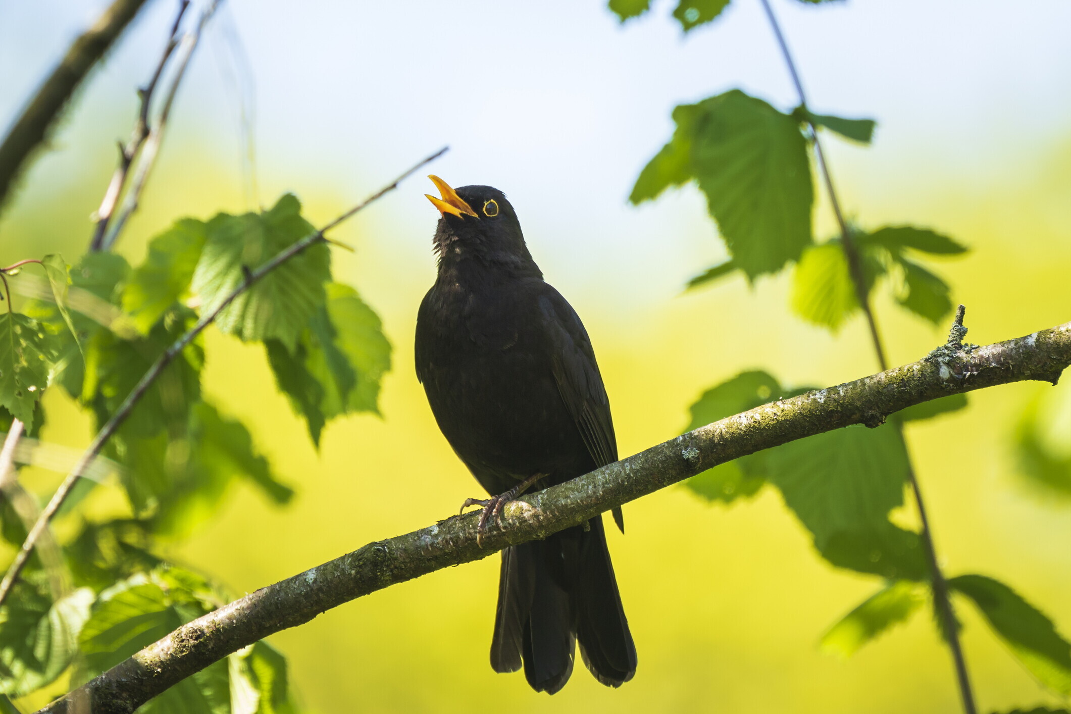 Perché il canto di alcuni uccelli ci piace di più?