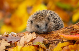 Animali