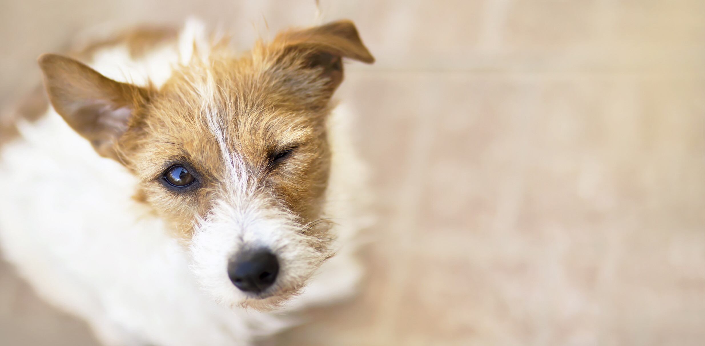 Il tuo cane ammicca quando ti guarda? Potrebbe volerti dire qualcosa