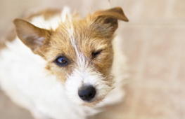 Il tuo cane ammicca quando ti guarda? Potrebbe volerti dire qualcosa