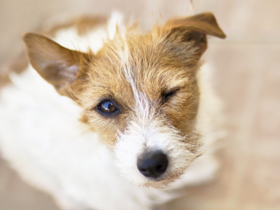 Il tuo cane ammicca quando ti guarda? Potrebbe volerti dire qualcosa