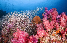 Ecosistema delle barriere coralline