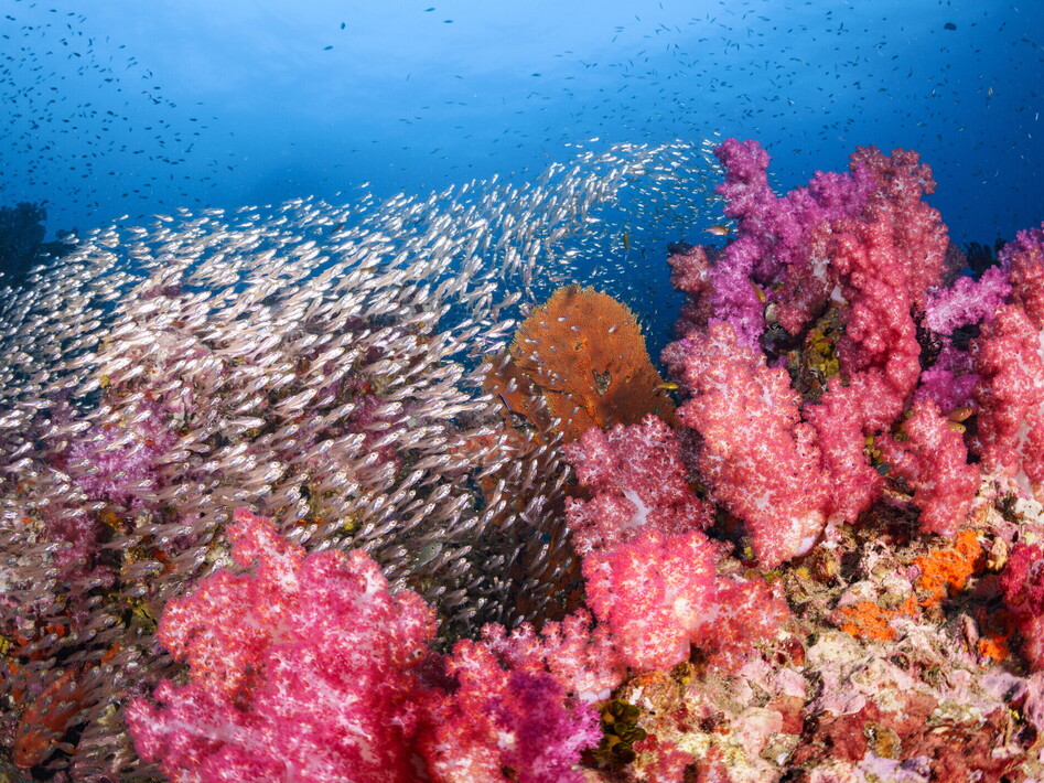 Ecosistema delle barriere coralline