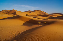 Il bioma deserto