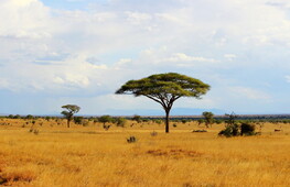 Il bioma savana
