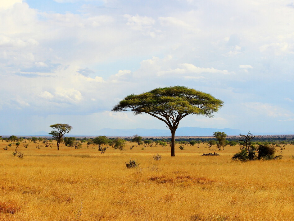Il bioma savana