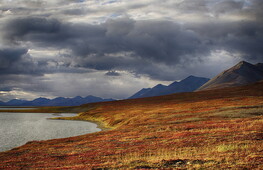 Il bioma tundra