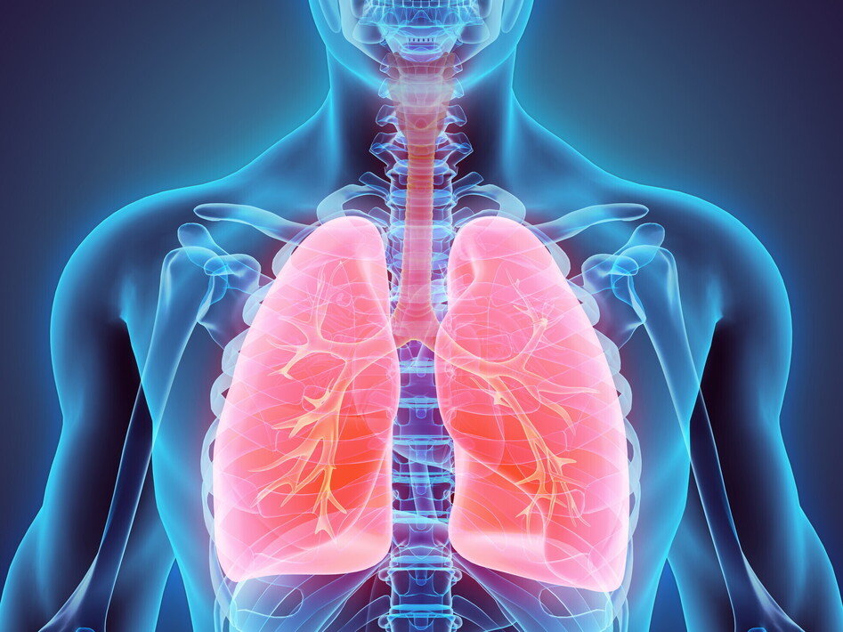 L’apparato respiratorio