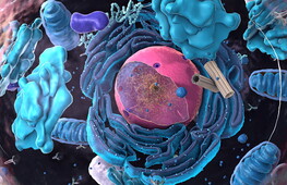 Il nucleo della cellula