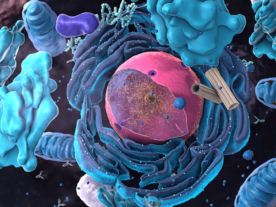 Il nucleo della cellula