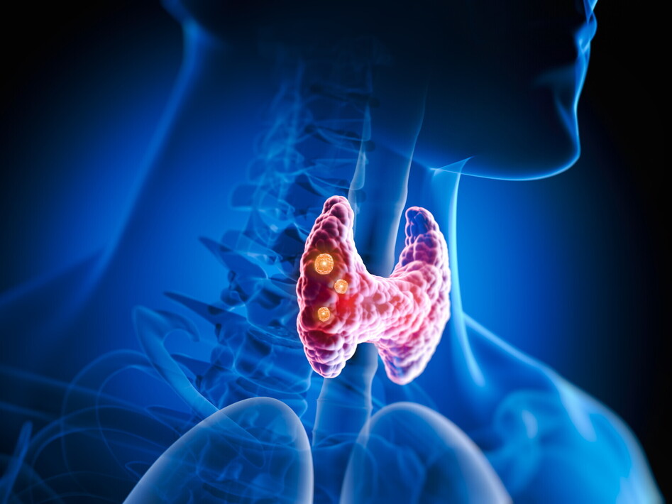 Il sistema endocrino