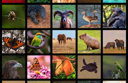 La classificazioni del Regno Animale