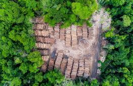 Salviamo la foreste tropicale