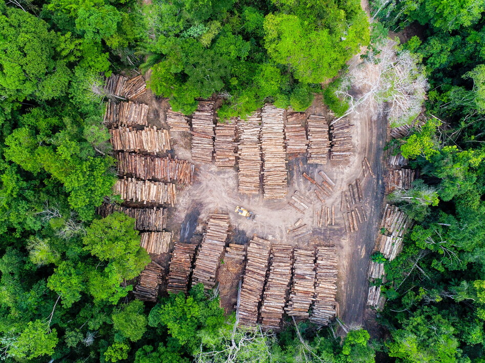 Salviamo la foreste tropicale
