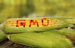 OGM: organismi geneticamente modificati