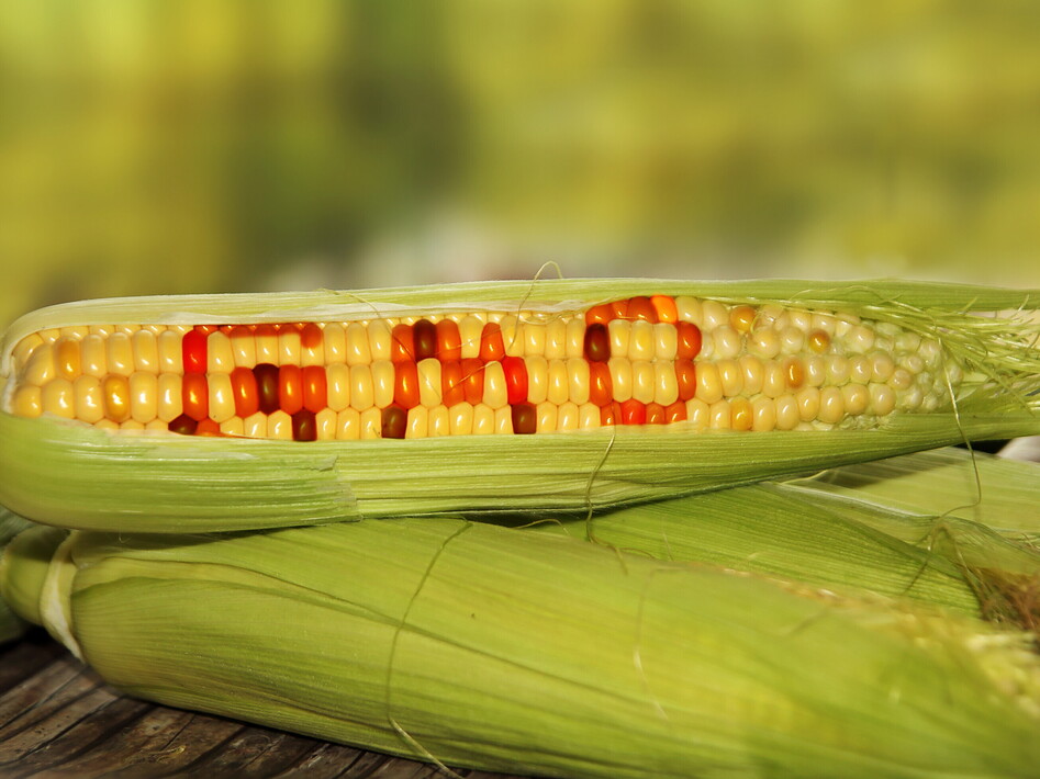 OGM: organismi geneticamente modificati